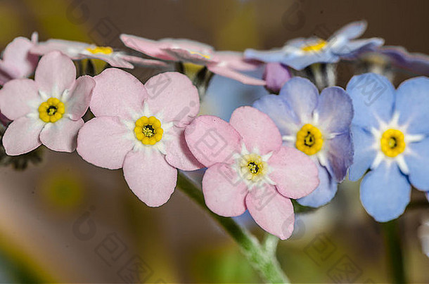 关闭forget-me-mot小蓝色的粉红色的花