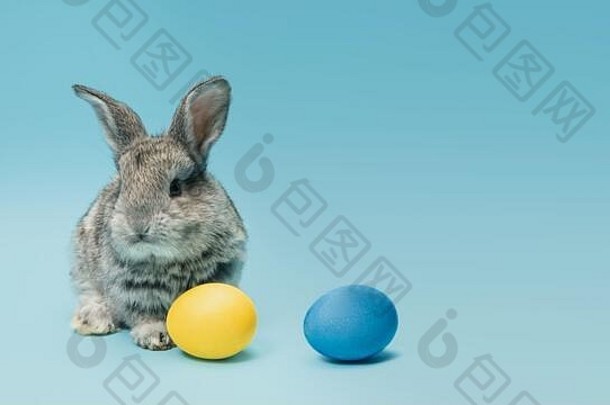 蛋亨特未来可爱的复活节兔子画鸡蛋孤立的蓝色的工作室背景摩天观景轮问候卡Copyspace概念假期春天庆祝