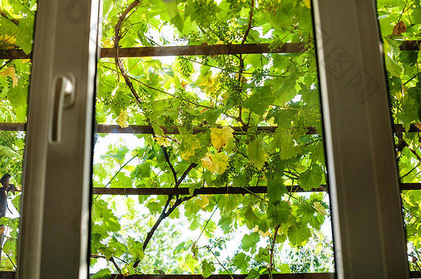 视图绿色葡萄园首页窗口农村房子