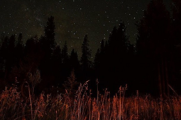 照片草地夜间树星星背景