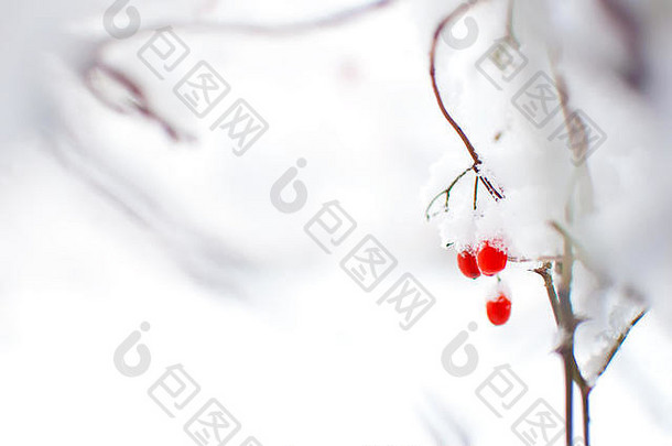 红色的成熟的水果荚莲属的植物覆盖雪挂分支简约风格冷冬天一天1月