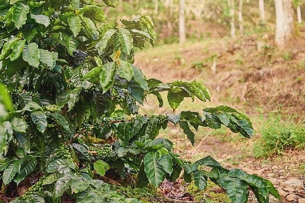 咖啡树分支机构阳光明媚的场背景尼加拉瓜