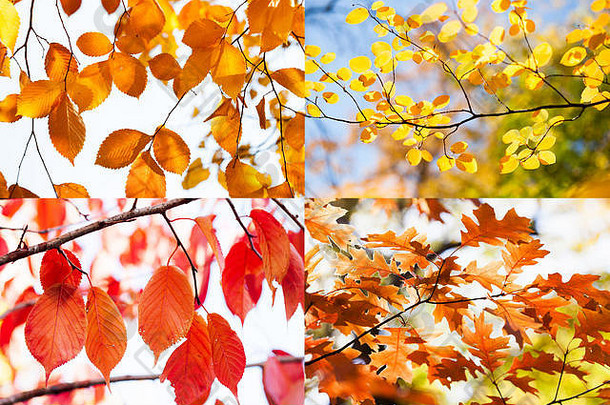 秋天自然颜色拼贴画黄色的红色的橙色叶子秋天季节自然公园