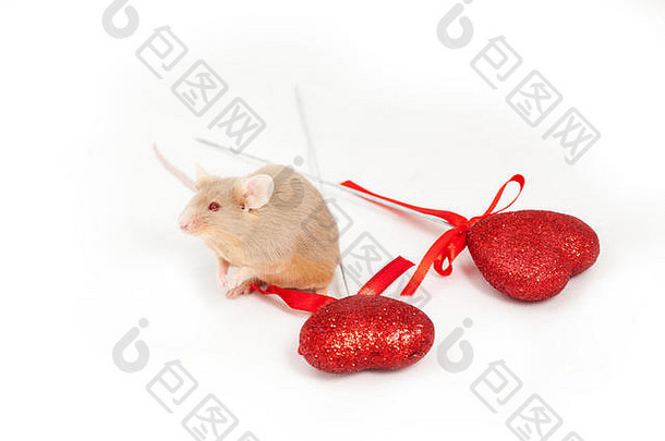 小金鼠标坐在白色背景闪亮的装饰红色的心可爱的爪子长尾巴