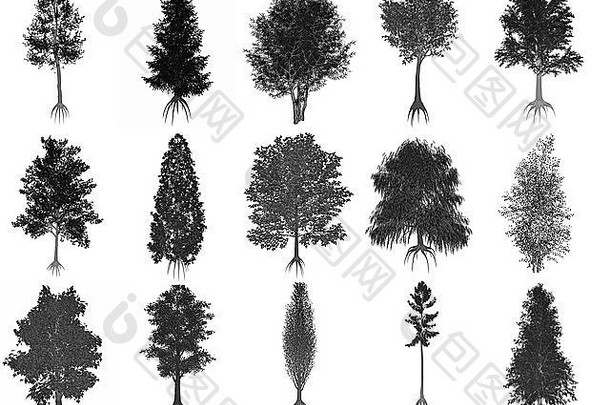 集集合常见的树孤立的白色背景黑色的轮廓渲染