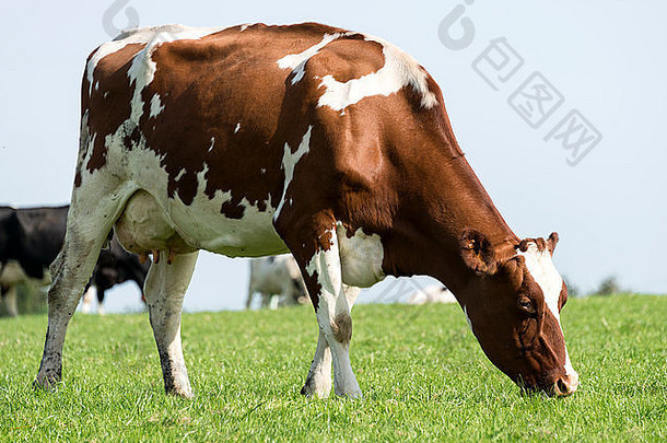 棕色（的）白色牛放牧绿色草农场比利时