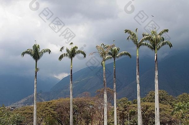 棕榈树景观加拉加斯委内瑞拉