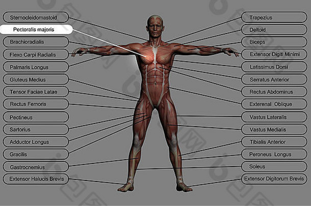 高决议概念概念上的人类解剖学肌肉孤立的灰色背景比喻身体