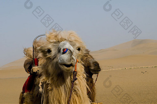 肖像双驼峰骆驼戈壁沙漠