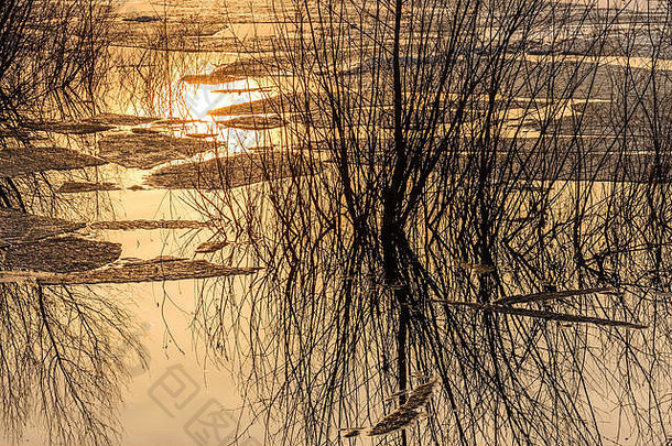 摘要色彩斑斓的春天背景冰浮动水柳树分支机构反射湖背景橙色太阳