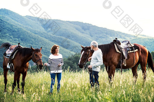 高级夫妇持有马放牧牧场