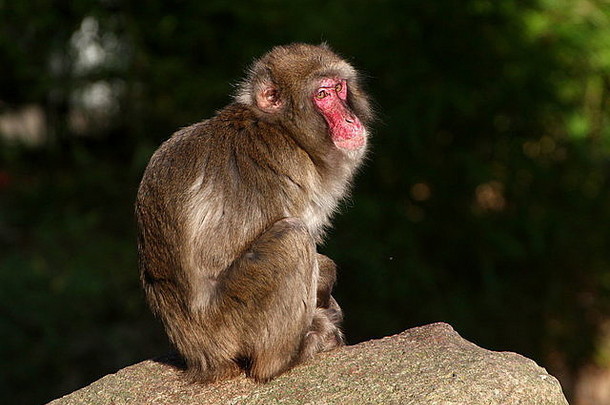 日本短尾猿雪猴子猴子。福斯卡塔摆姿势岩石阳光