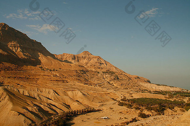 种植园日期手掌绿洲中间耶胡达沙漠死海以色列