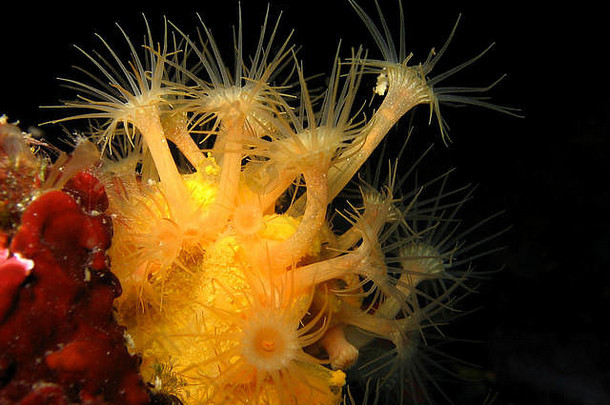 水下拍摄黄色的包馅机海葵黄色氯烯酮parazoanthus阿昔<strong>奈拉</strong>亚得里亚海海克罗地亚