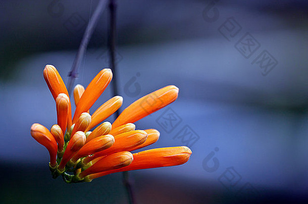 美丽的红色的植物区系橙色小号他来了蓝色的颜色春天