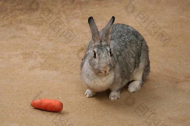 兔子胡萝卜棕色（的）背景