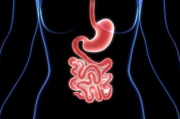人类消化系统胃小肠解剖学