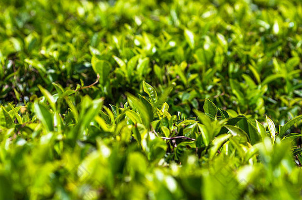 茶种植园哈普塔莱斯里兰卡斯里兰卡