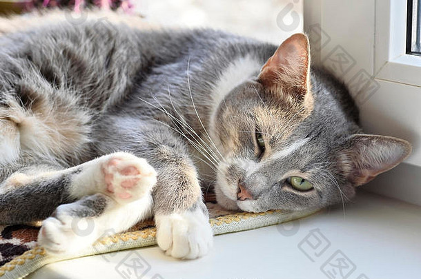 美丽的灰色的猫特写镜头休息白色窗台上