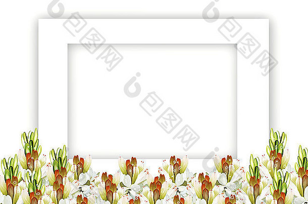 集团美丽的块茎状的花水平白色框架孤立的白色背景