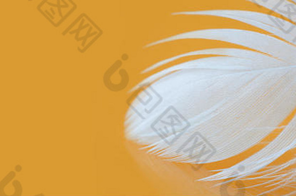 白色羽毛变形模式照片鸡羽毛宏视图黄色的背景温柔概念浅深度场软焦点复制空间垂直照片