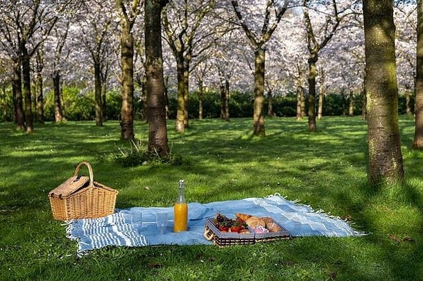 野餐毯子盛开的樱桃开花树阿姆斯特丹荷兰春天