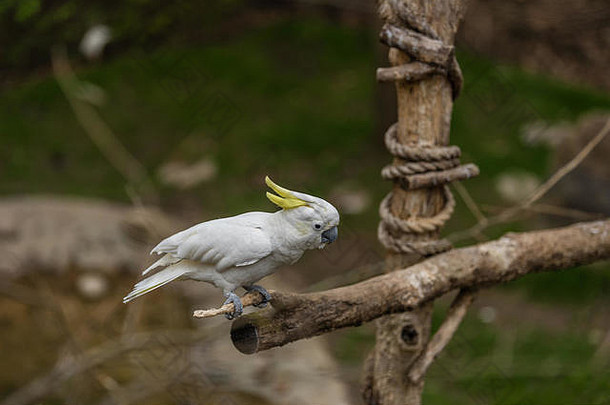白色鹦鹉栖息树分支