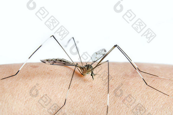 宏蚊子人类皮肤关闭蚊子吸血皮肤伊蚊埃及伊蚊危险的昆虫