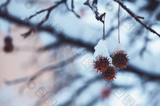 树顶分支机构冬天雪田园冬季季节风景细节