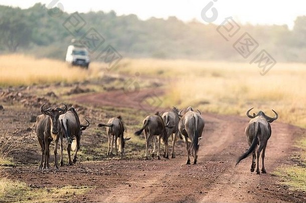 羚羊的一种污垢路马赛玛拉肯尼亚早期早....光Safari车辆背景