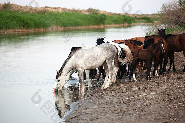马浇水晚上