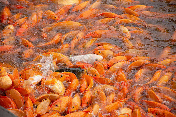 花俏的鲤鱼锦 鲤鱼游泳美丽的跳舞中国人人喂养食物水池塘花园中山公园汕头下巴