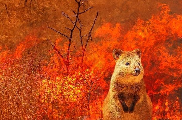 作文澳大利亚野生动物bushfires澳大利亚短尾矮袋鼠火背景1月火影响澳大利亚