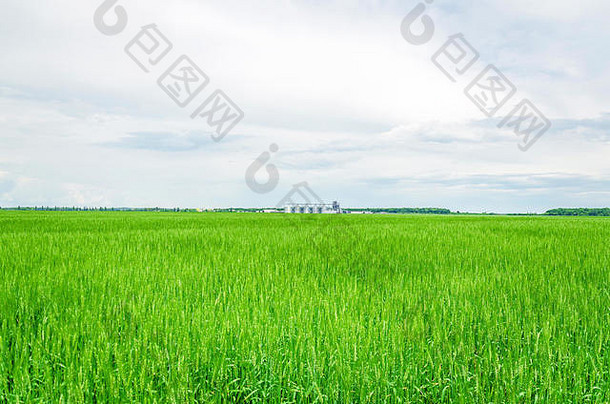 大农业电梯场播种小麦现代农村农业生产