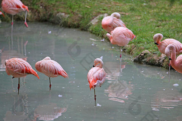 粉红色的火烈鸟休息腿池塘