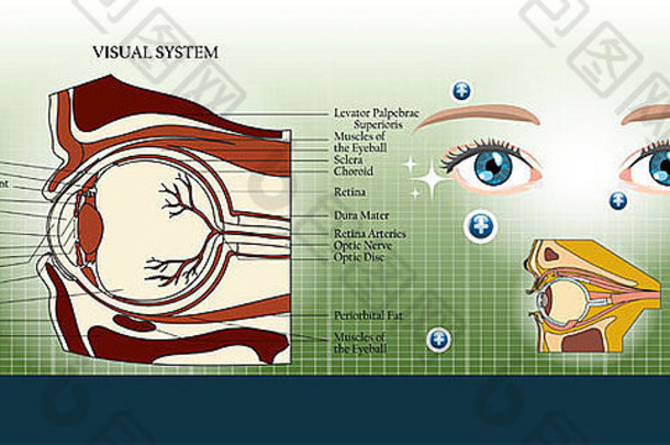 视觉系统眼睛解剖学插图背景