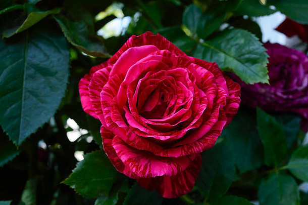 大美丽的粉红色的玫瑰叶子玫瑰布什