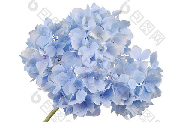 蓝色的花绣球花白色背景剪裁路径内部