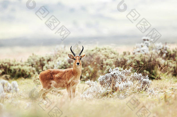 关闭博霍尔小苇羚盖赛草原埃塞俄比亚