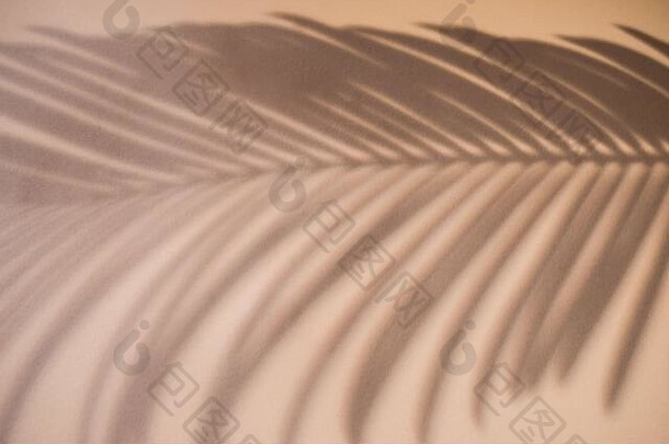 影子棕榈叶自然朴实的颜色背景有创意的画光影子设计