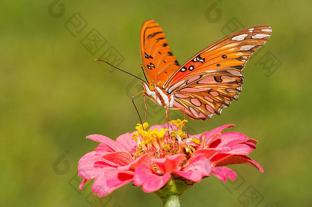 美丽的海湾贝母蝴蝶粉红色的Zinnia绿色夏天背景