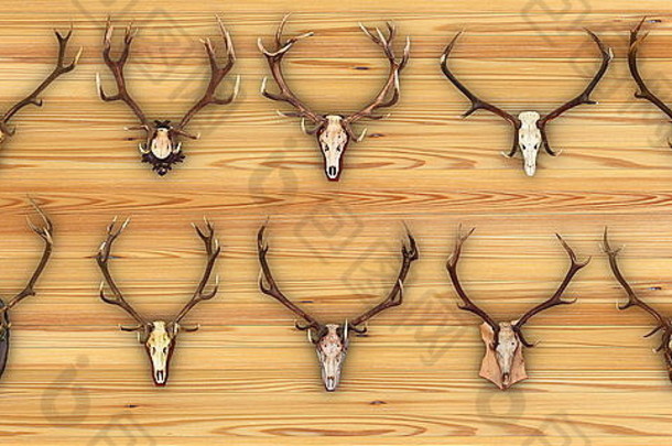 集合狩猎奖杯木背景红色的鹿雄鹿队CervusElaphus