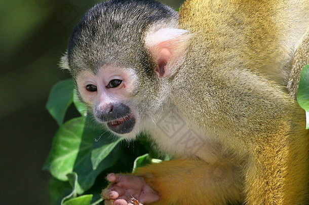 特写镜头充满勇气的南美国只黑头松鼠猴子saimiri玻利瓦尔高树