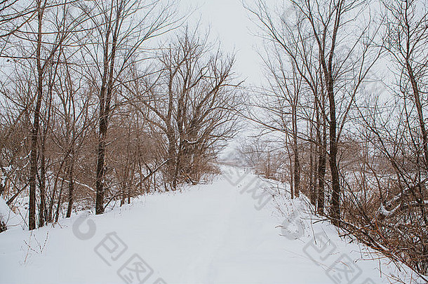 冬天景观松分支树雪