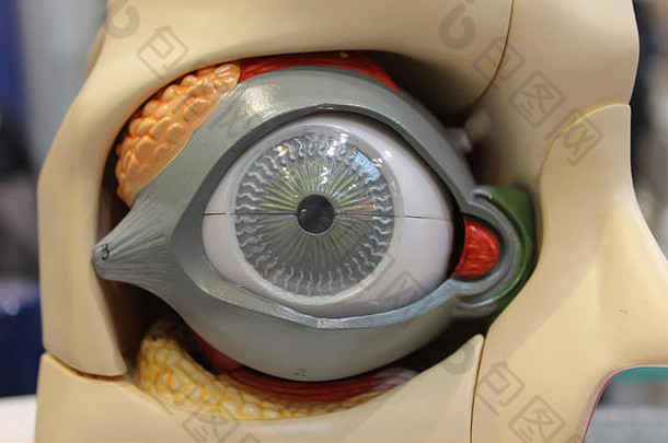 眼睛解剖学