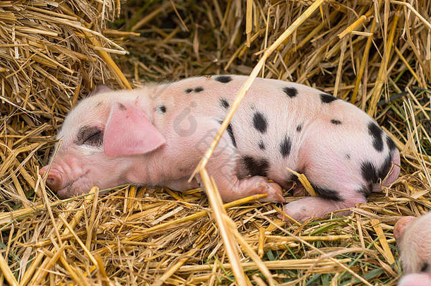 牛津大学桑迪黑色的小猪睡着了一天国内猪在户外黑色的点粉红色的皮肤