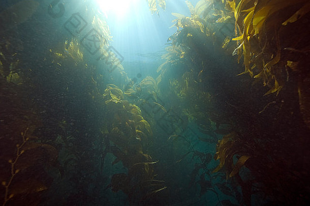 水下加州海带森林诱饵鱼