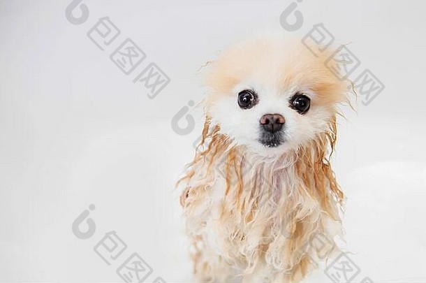 湿羊毛颤抖孤独的狗美容师洗头发白色浴波美拉尼亚的斯帕斯