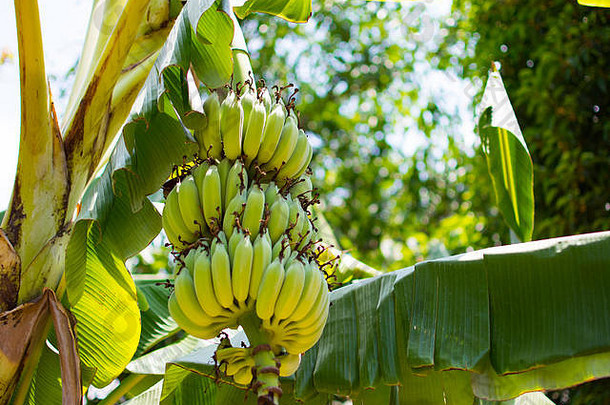 香蕉群成熟的不错的群刮伤马克绿色香蕉叶子图片背景