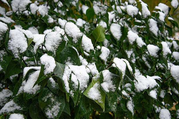 布什绿色叶子覆盖雪雪覆盖叶子冬天